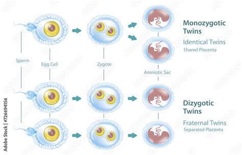 Image result for A Flowchart That Show the Process of Conception