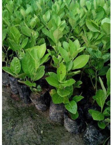 Buddha Hand Lemon Plant Manufacturers and Suppliers from Nashik