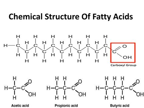 Structure Of Fatty Acids