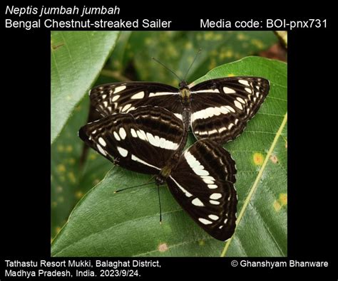 Neptis jumbah Moore, [1858] - Chestnut-streaked Sailer | Butterfly