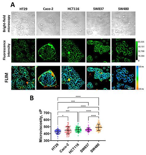 Correlation of Plasma Membrane Microviscosity and Cell Stiffness ...
