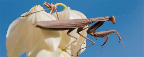 【图】螳螂吃什么食物？ - 装修保障网