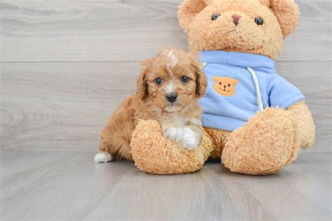 Newborn Cavapoo 的图像结果