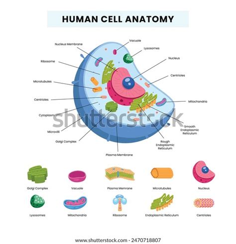 Basic Human Cell Structure 的图像结果