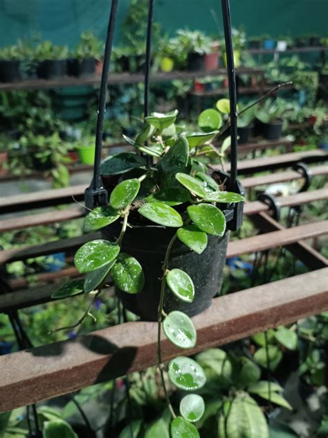 Hoya Mathilde – GardenGlow