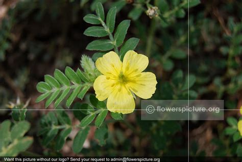 Tribulus Terrestris | Bindii