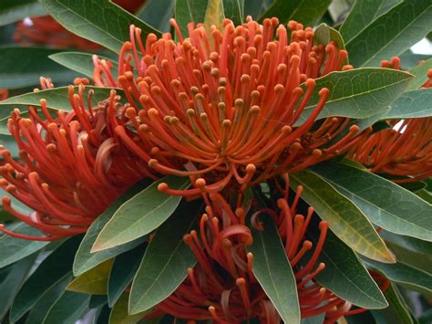 Enchanting Australian Native Flower Baby Names: A Journey Through Nature’s Beauty