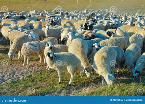 Flock of sheep stock photo. Image of move, animal, dusty - 21398662