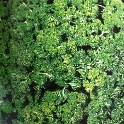 How to Use Fresh Curled Parsley 的图像结果