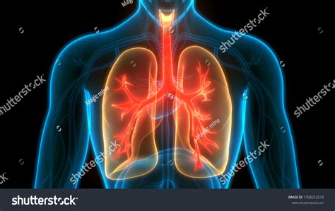 Image result for Lung Segmentation Using CNN