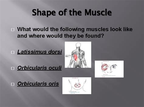 Image result for Example of Muscle Origin
