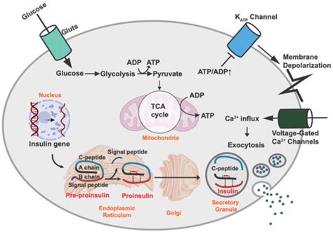 Endoplasmic Reticulum (ER) Stress and Its Role in Pancreatic β-Cell ...