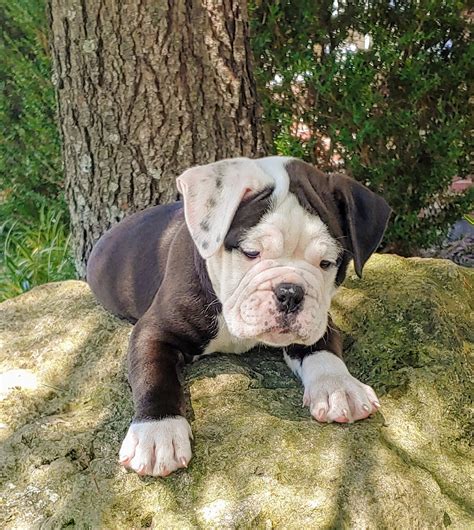 Olde English Bulldogge Puppies For Sale | Pataskala, OH #335973
