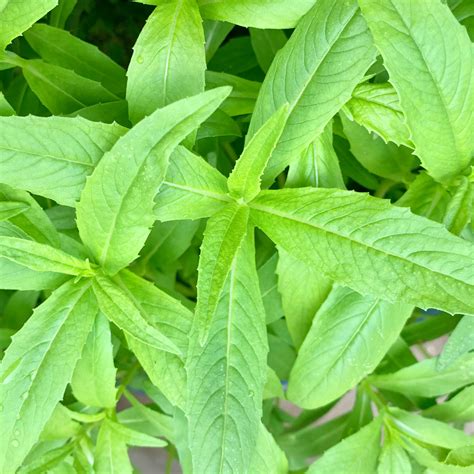 Niger Seed Oil-Verri Nuvvula Noone-Volise Noone – Vintage Farmers