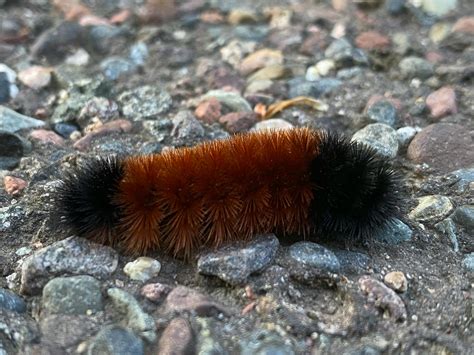 Woolly bear caterpillars, blooming asters and migrating hawks in ...