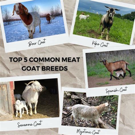 Top Meat Goat Breeds Guide | HealthEH.com