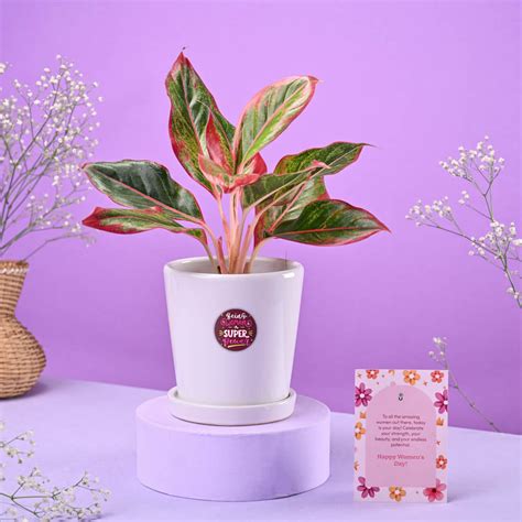Aglaonema Red in Ceramic Pot Women's Day Gift – Ugaoo