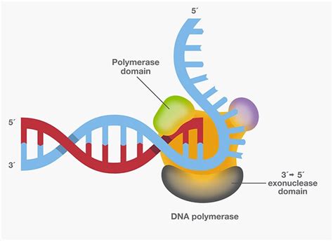 Image result for DNA Polymerase Function