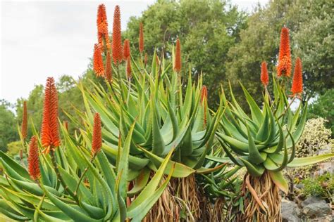 Spectacular Types Of Aloe Plants That You Can Grow