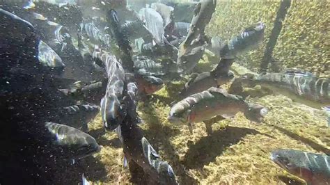 Image result for Process Development Slides
