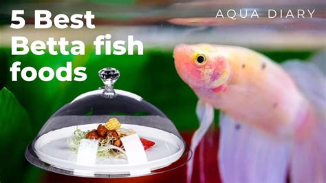 Best Betta Foods for Your Betta Fish - aquadiaryofficial