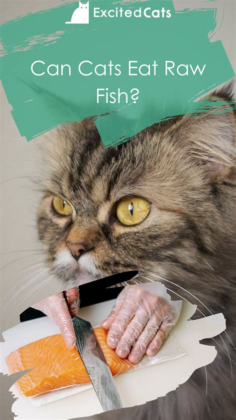 Can Cats Eat Raw Salmon