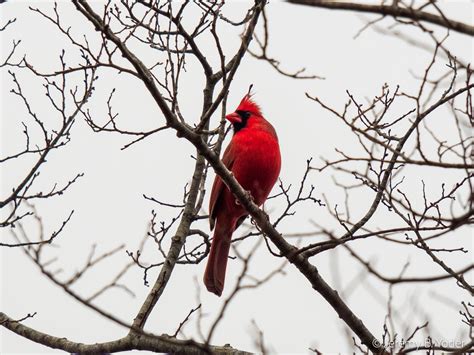 Jeremy B. Yoder 🖖🏻🌿🏳️‍🌈📈: "For the year's end, here's the best photo I ...