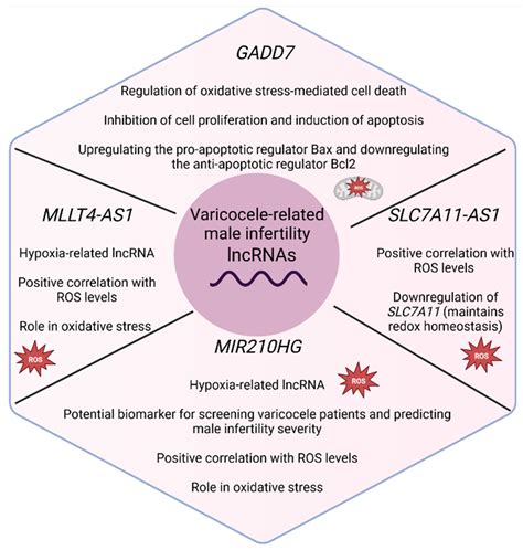 The Role of Long Noncoding RNAs on Male Infertility: A Systematic ...