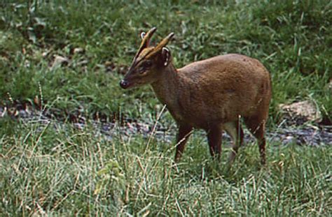 ZooLex Image - Muntjac