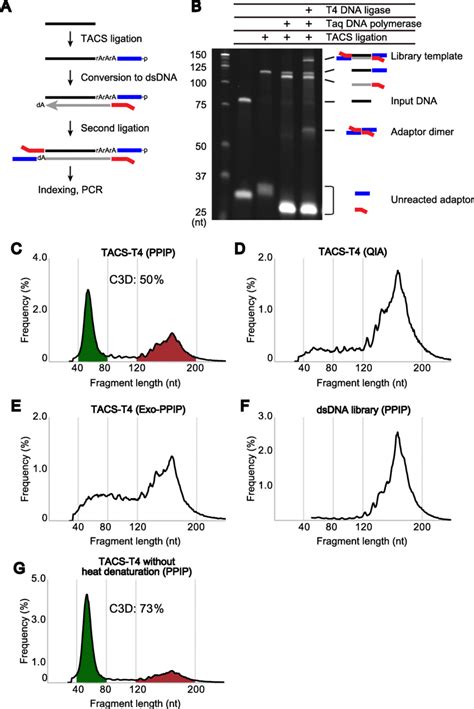 cfDNA Library Prep Process 的图像结果