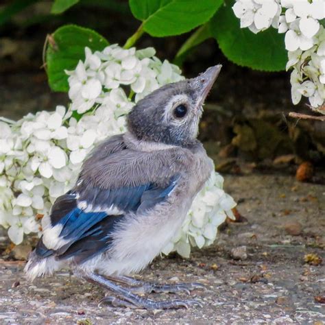 Baby Blue Jay Bird Blue Ridge Wildlife Center Patient Of The Week: