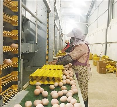 黔南州平塘县：养殖罗曼粉蛋鸡 产出致富“金蛋蛋”-贵阳网