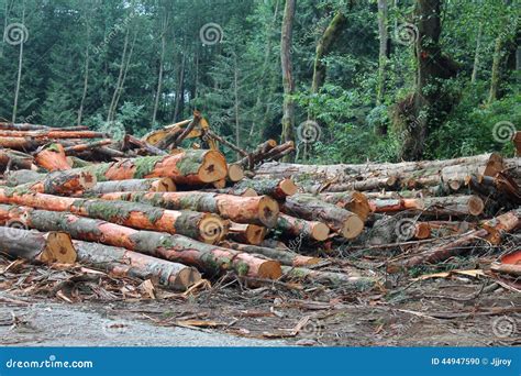 砍树要申请办理采伐许可证，砍果树呢？ - 知乎