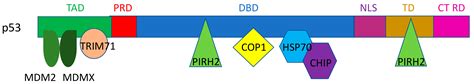 Regulation of the p53 Family Proteins by the Ubiquitin Proteasomal Pathway