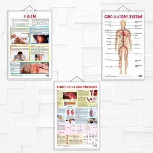 PAIN chart and CIRCULATORY SYSTEM chart and BLOOD CELLS AND PRESSURE ...