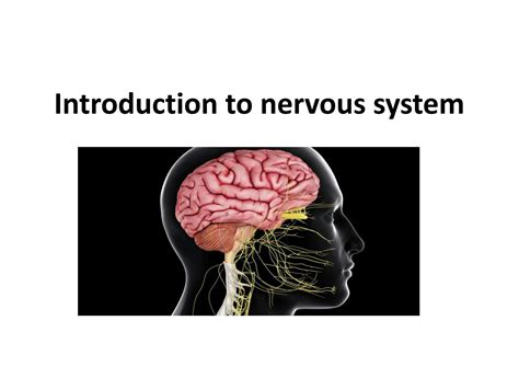 Image result for Nervous System Introduction