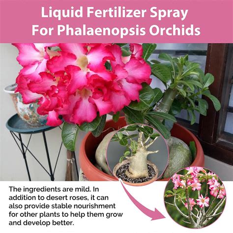 Premium 3-1-2 Liquid Fertilizer Spray For Desert Rose Plant, Special ...
