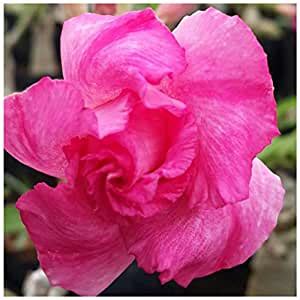 Indian Gardens - Adenium obesum (Grafted double code : 12) - colour ...