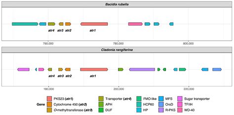 High Diversity of Type I Polyketide Genes in Bacidia rubella as ...