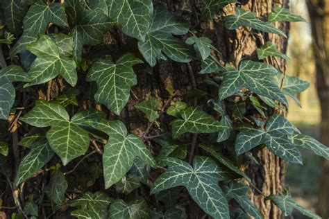 Ivy Plant Types