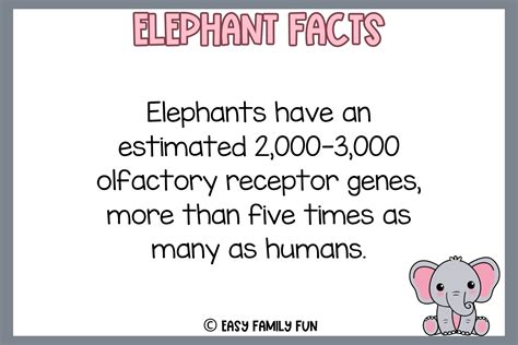 74 Cool Facts About Elephants [Free Fact Cards]