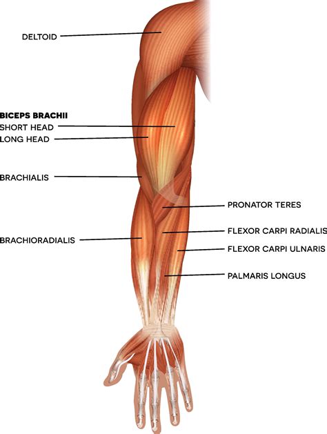 Arm Muscle Anatomy Diagram Human Muscle Anatomy, Muscle, 45% OFF