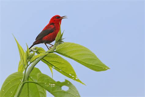 Wakolo Myzomela (Buru) - eBird