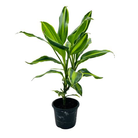 Dracena Darasingh Miniature (Dracaena massangena) - Live Plant (Home ...