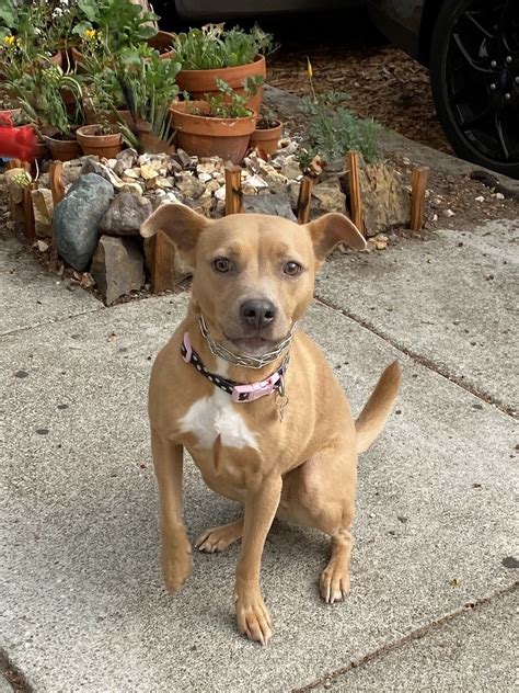 Dog of the Day: Mia the American Pit Bull Terrier Mix | The Dogs of San ...