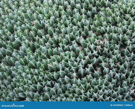 Cactus stock photo. Image of plural, order, family, cactaceaewithin ...