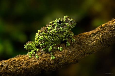 Image result for vietnamese mossy frog