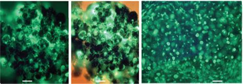 Molecular Shots | Abburi | Annals of Neurosciences
