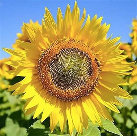 Image result for Sunflower Optimization Algorithm
