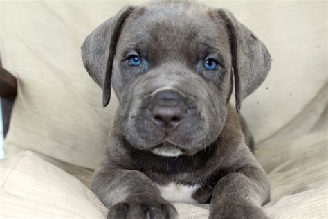 Cane Corso Mastiff 的图像结果